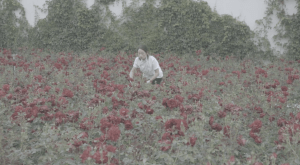 四萬株玫瑰